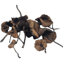 Pan Cyans Mushrooms (Panaeolus cyanescens) are among the most powerful naturally occurring psychedelic mushrooms.