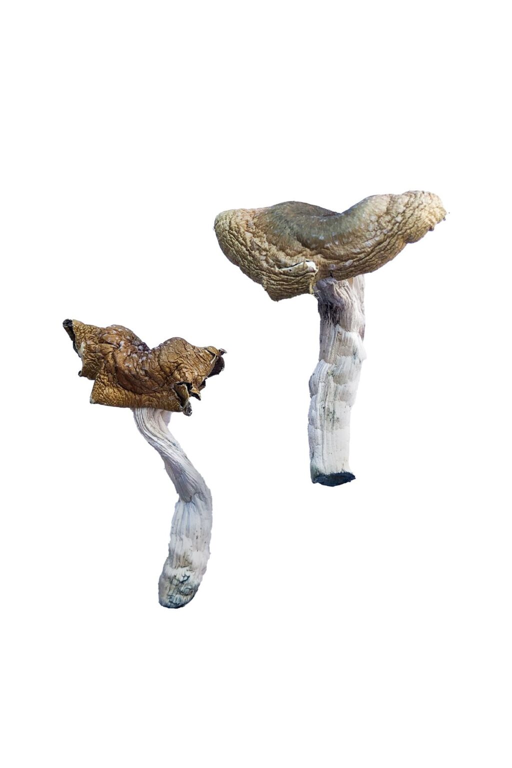 Florida White F plus strain dried albino fungal specimens displaying slender stalks and pale caps