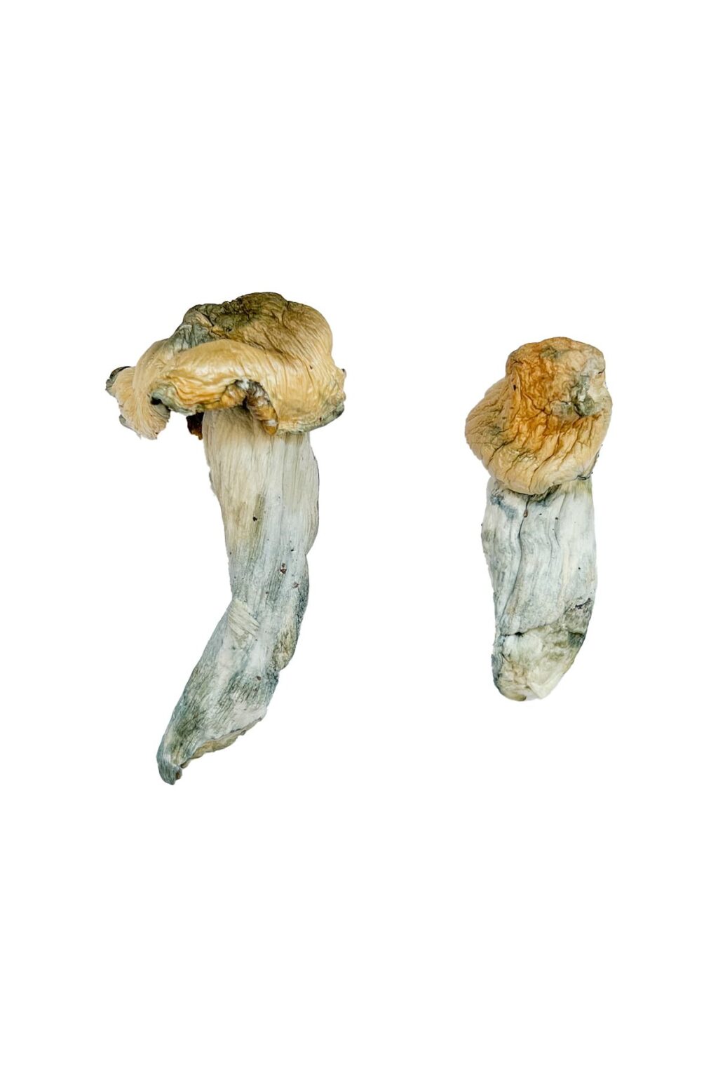 Gold Member strain dried botanical specimens displaying dense stalks and golden caps