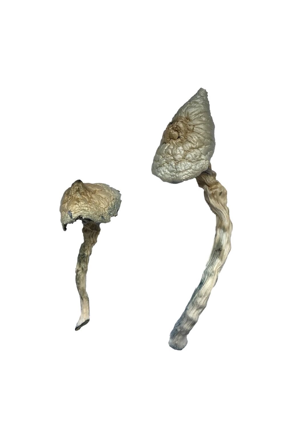 Great White Monster strain dried albino fungal specimens displaying thick chalky stalks and pale caps