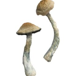 broad shallow orange tan cap structure on a HillBilly fungal specimen