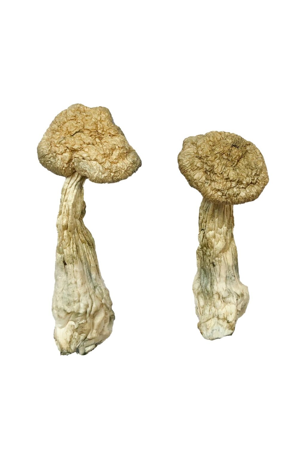 dense ivory white cap structure on a Leucistic Burma fungal specimen