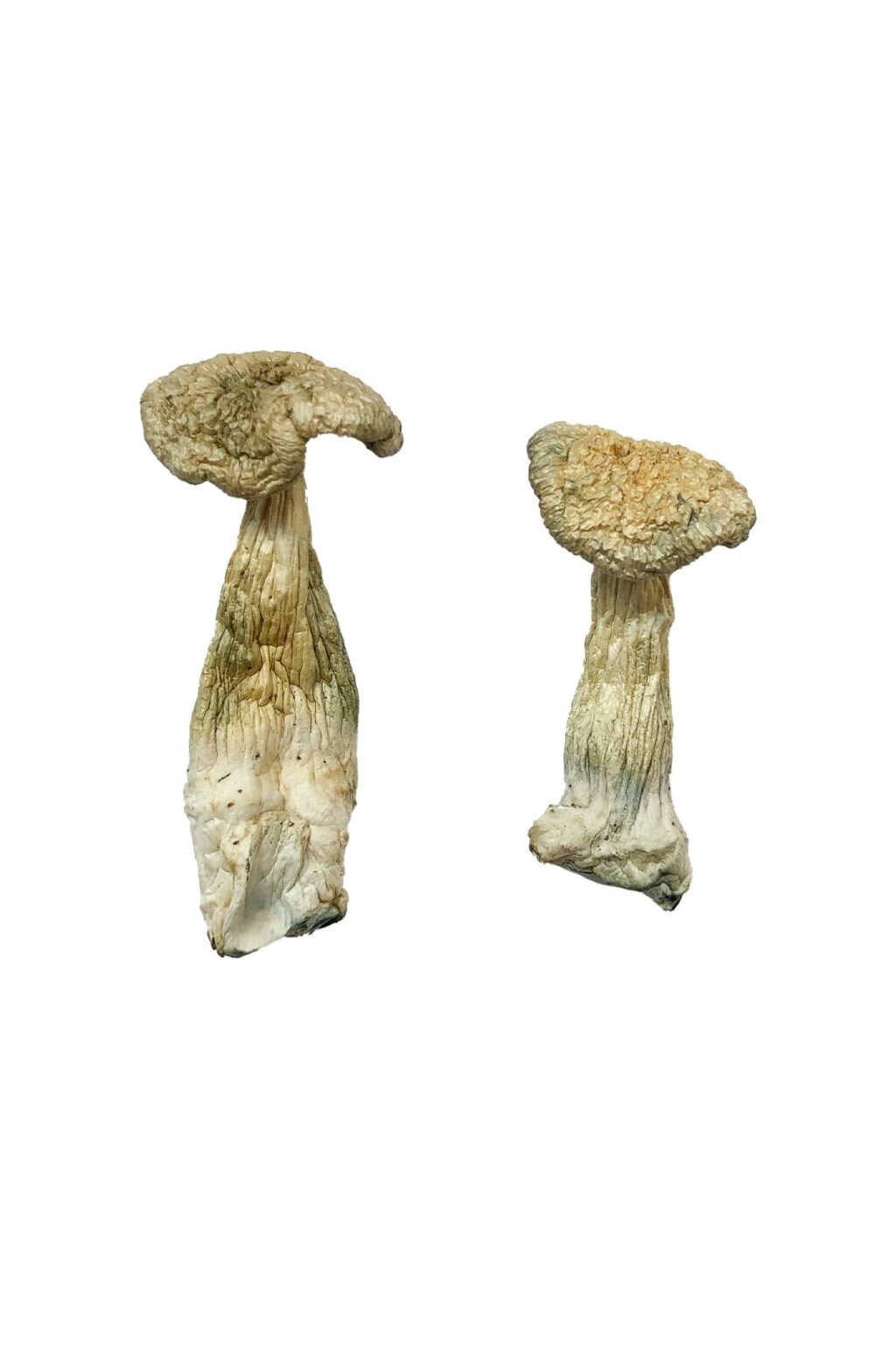 Leucistic Burma strain dried leucistic fungal specimens displaying slender ivory stalks and pale caps