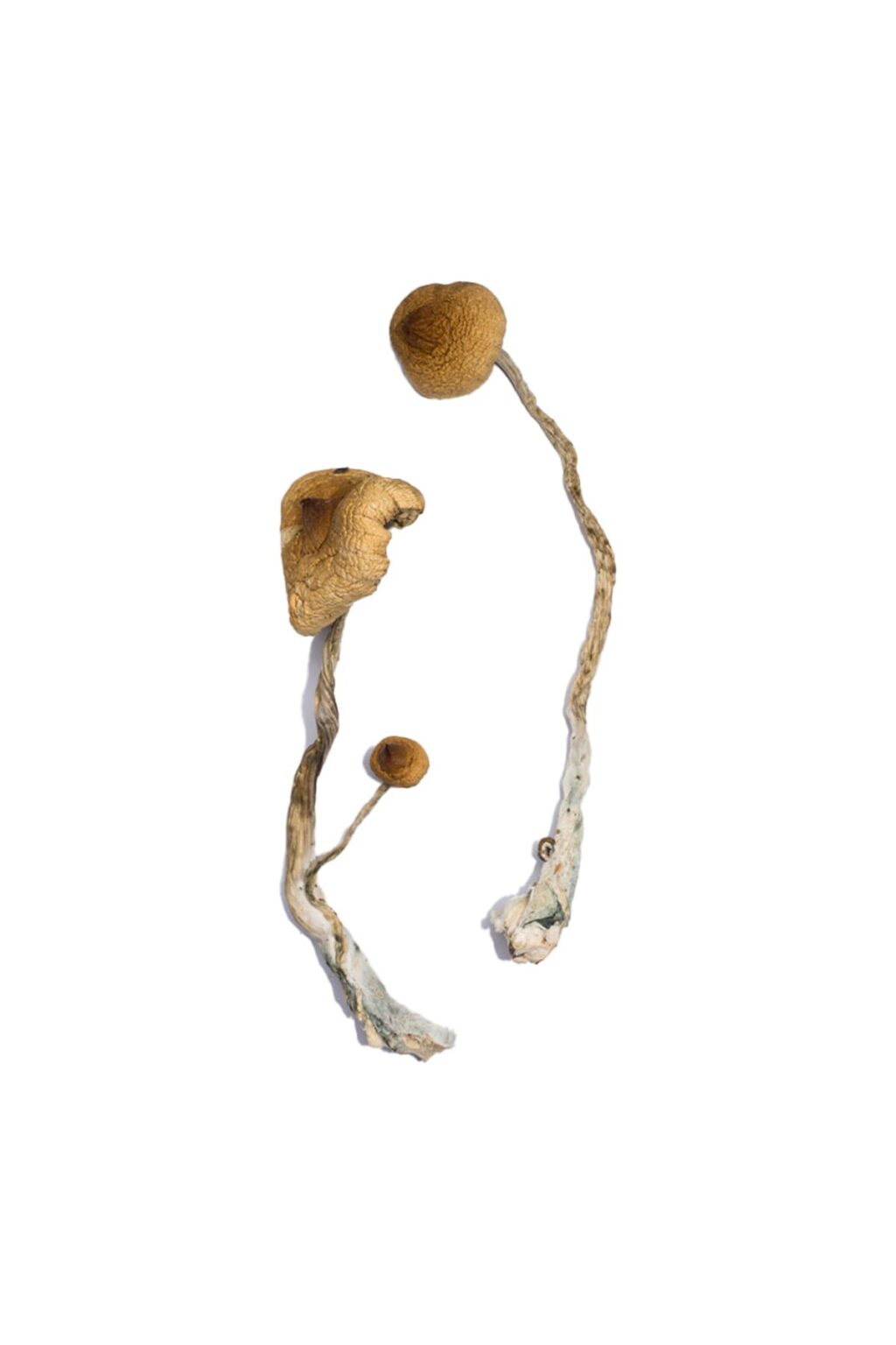 Syzygy strain dried botanical specimens displaying slender stalks and distinct tan caps