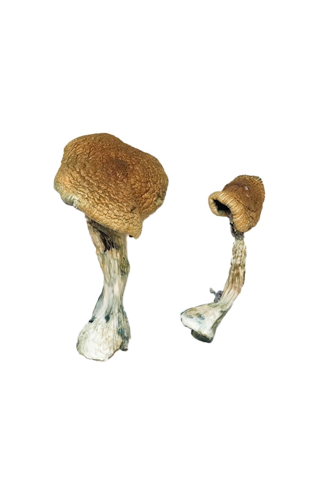 Texas Yellow Cap strain dried botanical specimens displaying slender stalks and distinct golden yellow caps