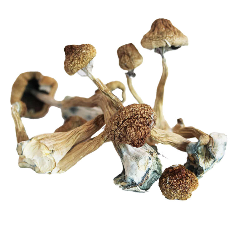 Premium gourmet Blue Foot strain fresh fungal specimens with iconic lilac hued stalks